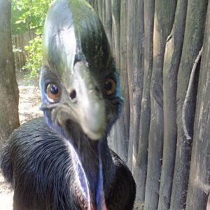 Helmeted cassowary