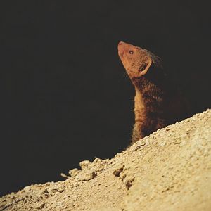 dwarf mongoose