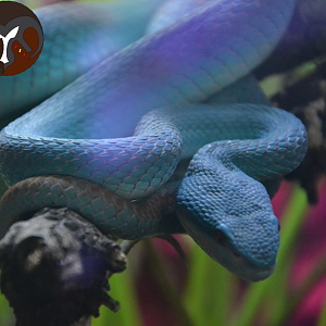 Trimeresurus insularis