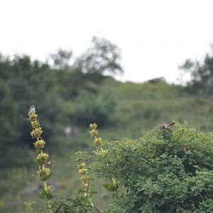 Red-backed shrike pair