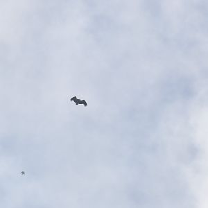 Griffon vulture getting mobbed