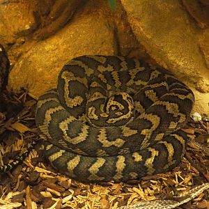 Northwestern carpet python (Morelia spilota variegata), 2021-07-17