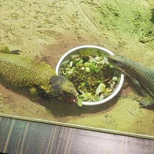 Moroccan spiny-tailed lizard (Uromastyx nigriventris) and Black-lined plated lizard (Gerrhosaurus nigrolineatus) at the salad bowl, 2021-07-17