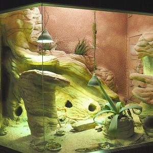 Mixed African arid habitats terrarium, 2021-07-17