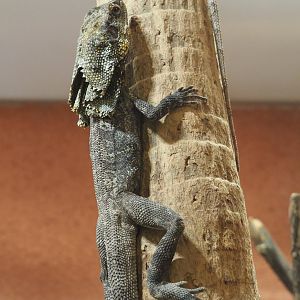 Frill-necked lizard (Chlamydosaurus kingii), 2021-07-17