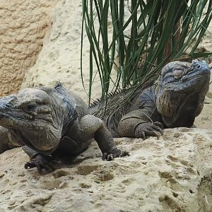 Hispaniolan rhinoceros iguanas (Cyclura cornuta cornuta), 2021-07-17