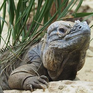 Hispaniolan rhinoceros iguana (Cyclura cornuta cornuta), 2021-07-17