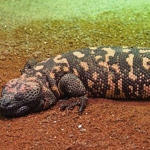 Gila monster (Heloderma suspectum), 2021-07-17