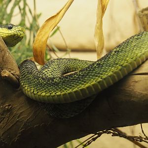 Great Lakes bush viper (Atheris nitschei), 2021-07-17