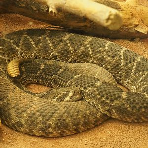 Western diamondback rattlesnake (Crotalus atrox), 2021-07-17