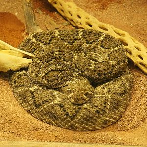 Western diamondback rattlesnake (Crotalus atrox), 2021-07-17