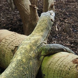 Komodo dragon (Varanus komodoensis), 2021-07-17