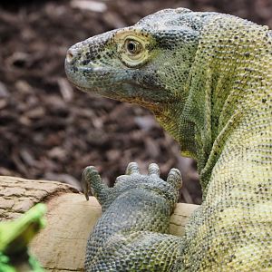 Komodo dragon (Varanus komodoensis), 2021-07-17