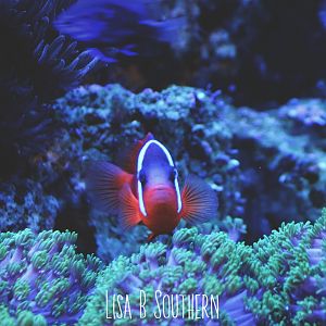 Tomato Clownfish
