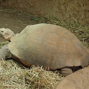 African spurred tortoise (Centrochelys sulcata), 2021-07-17