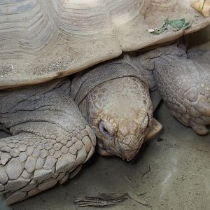 African spurred tortoise (Centrochelys sulcata), 2021-07-17