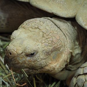 African spurred tortoise (Centrochelys sulcata), 2021-07-17