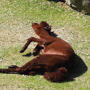 Alpaca (Vicugna pacos), 2021-07-17