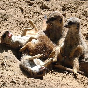 Meerkats (Suricata suricatta), 2021-07-17