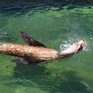 California sea lion (Zalophus californianus), 2021-07-17