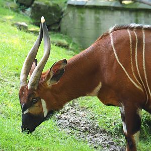 Mountain bongo (Tragelaphus eurycerus isaaci), 2021-07-17