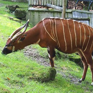 Mountain bongo (Tragelaphus eurycerus isaaci), 2021-07-17