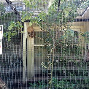 Bali myna and Collared hill partridge aviary, 2021-07-17