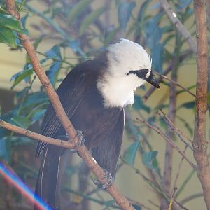 Sumatran laughingthrush (Garrulax bicolor), 2021-07-17