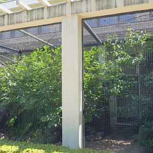 Blue-crowned laughinghthrush, Peking robin and Collared hill partridge aviary, 2021-07-17
