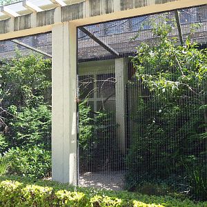 Brahminy starling and Vietnam pheasant aviary, 2021-07-17