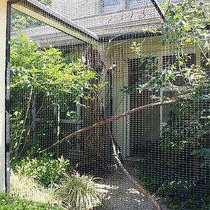 Green aracari and Palawan peacock-pheasant aviary, 2021-07-17