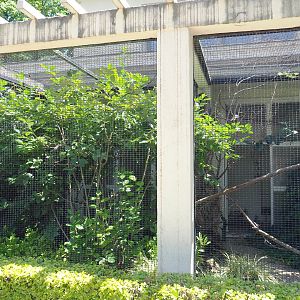 Green aracari and Palawan peacock-pheasant aviary, 2021-07-17