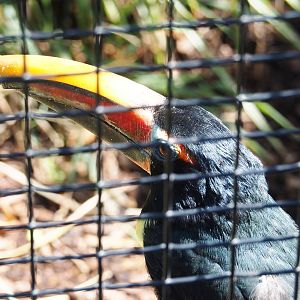 Green aracari (Pteroglossus viridis), 2021-07-17