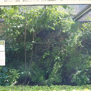 Emei Shan Leocichla aviary, 2021-07-17