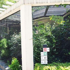 White-rumped shama thrush, Greater hill myna and Collared hill partridge aviary, 2021-07-17