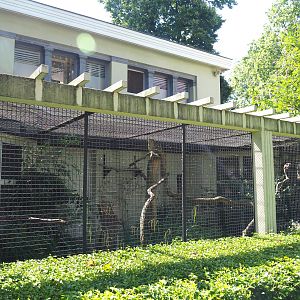 Spectacled owl aviary, 2021-07-17