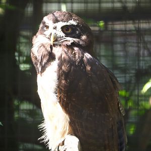 Spectacled owl  (Pulsatrix perspicillata), 2021-07-17