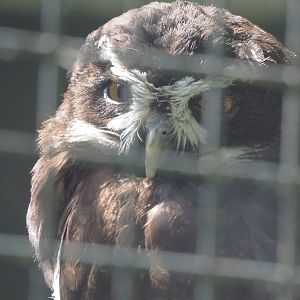 Spectacled owl  (Pulsatrix perspicillata), 2021-07-17