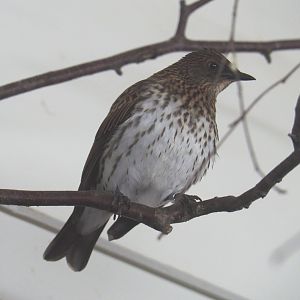 Female Violet-backed starling (Cinnyricinclus leucogaster), 2021-07-17