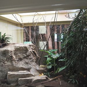 Red-whiskered bulbul aviary, 2021-07-17