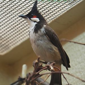 Red-whiskered bulbul (Pycnonotus jocosus), 2021-07-17