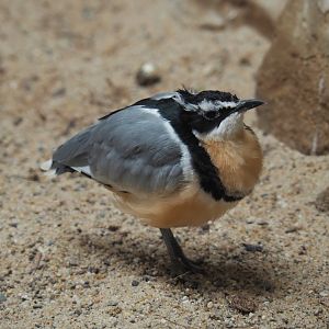Egyptian plover (Pluvianus aegyptius), 2021-07-17