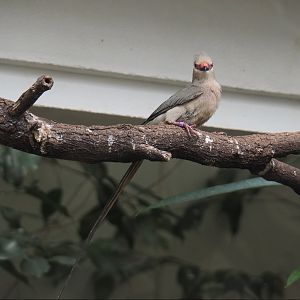 Blue-naped mousebird (Urocolius macrourus), 2021-07-17