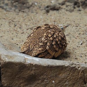 Arabian Chestnut-bellied sandgrouse (Pterocles exustus erlangeri), 2021-07-17