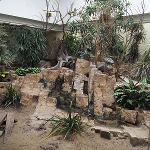Bird house - Mixed African indoor aviary, 2021-07-17