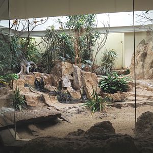 Bird house - Mixed African indoor aviary, 2021-07-17