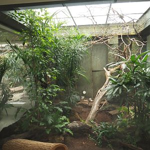 Bird house - Turquoise tanager aviary, 2021-07-17