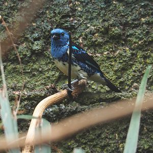 Turquoise tanager (Tangara mexicana mexicana), 2021-07-17