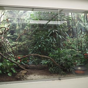 Red avadavat and King quail aviary, 2021-07-17