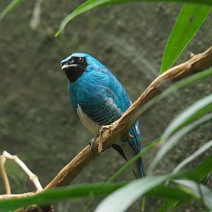 Swallow tanager (Tersina viridis), 2021-07-17